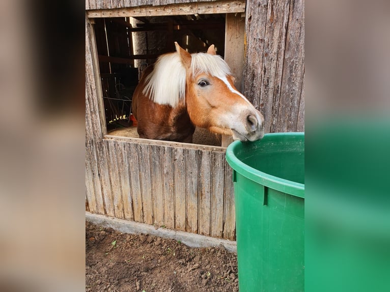 Haflinger Mare 6 years 13,1 hh Chestnut-Red in Bad Bocklet