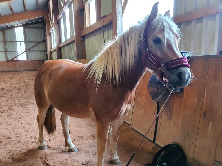 Haflinger Mare 6 years 13,1 hh Chestnut-Red in Bad Bocklet
