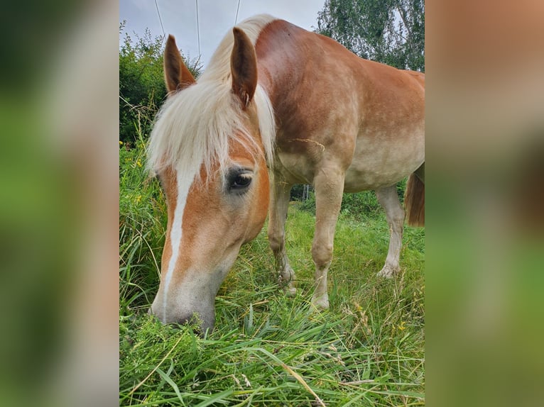 Haflinger Mare 6 years 13,1 hh Chestnut-Red in Bad Bocklet