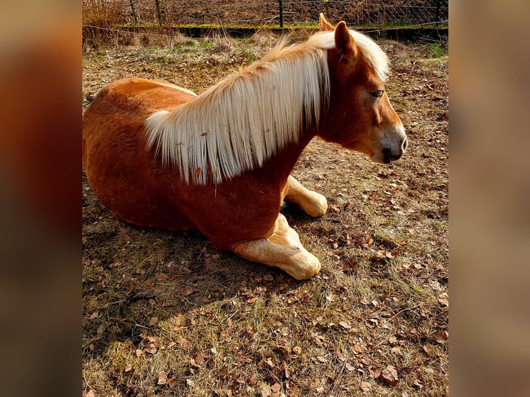 Haflinger Mare 6 years 13,1 hh Chestnut-Red in Bad Bocklet