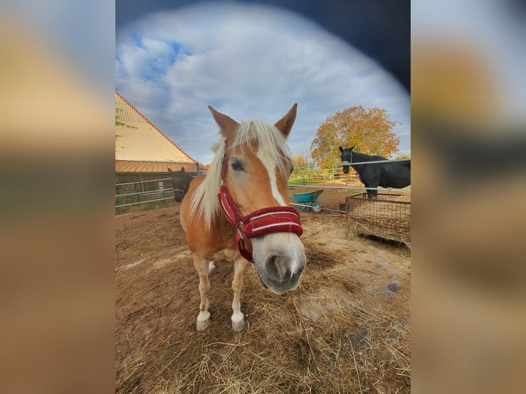 Haflinger Mare 6 years 13,1 hh Chestnut-Red in Bad Bocklet