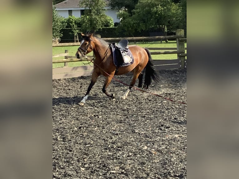 Haflinger Mix Mare 6 years 14,2 hh Bay-Dark in LienenLienen