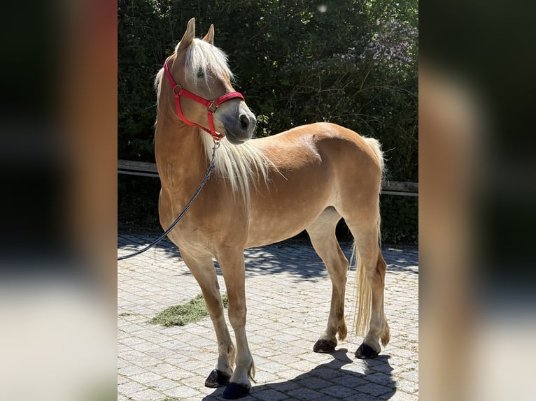 Haflinger Mare 6 years 14.2 hh Brown-Light in Perlesreut
