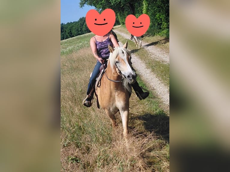 Haflinger Mare 6 years 14.2 hh Chestnut-Red in Wiesen