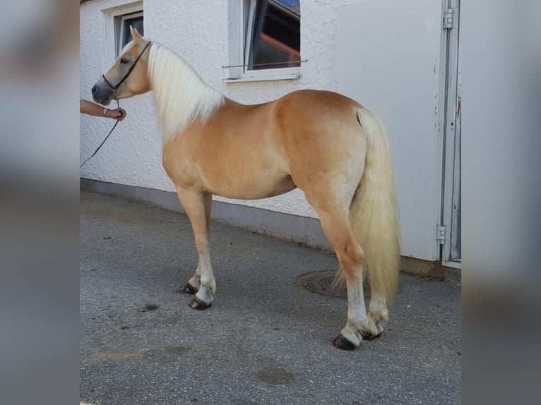 Haflinger Mare 6 years 14.2 hh Chestnut-Red in Wiesen