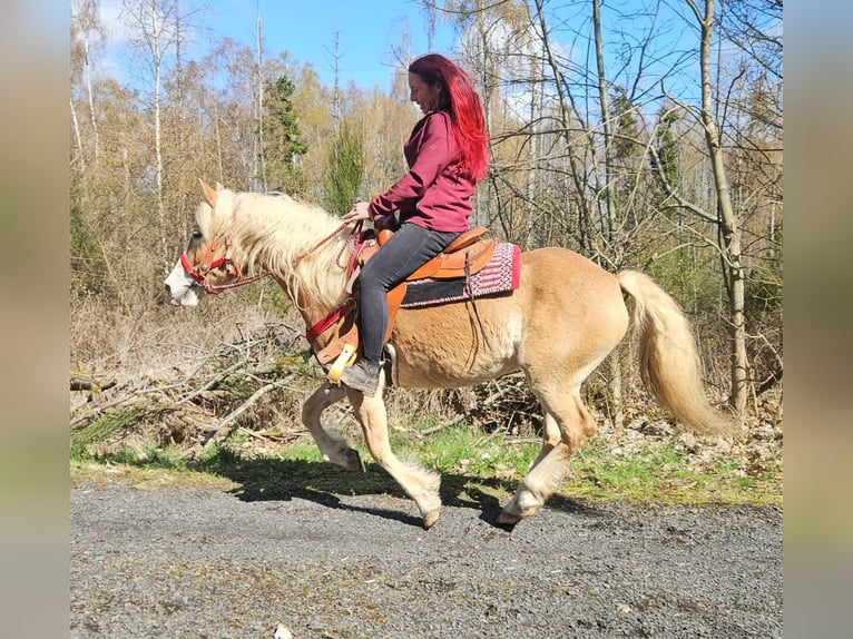 Haflinger Mare 6 years 14.2 hh Chestnut-Red in Linkenbach