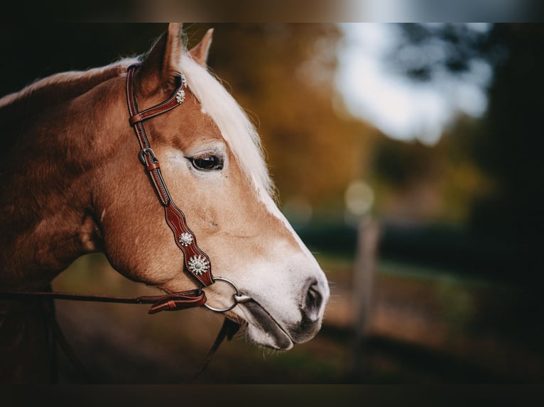 Haflinger Mare 6 years 14,2 hh Chestnut-Red in Essen