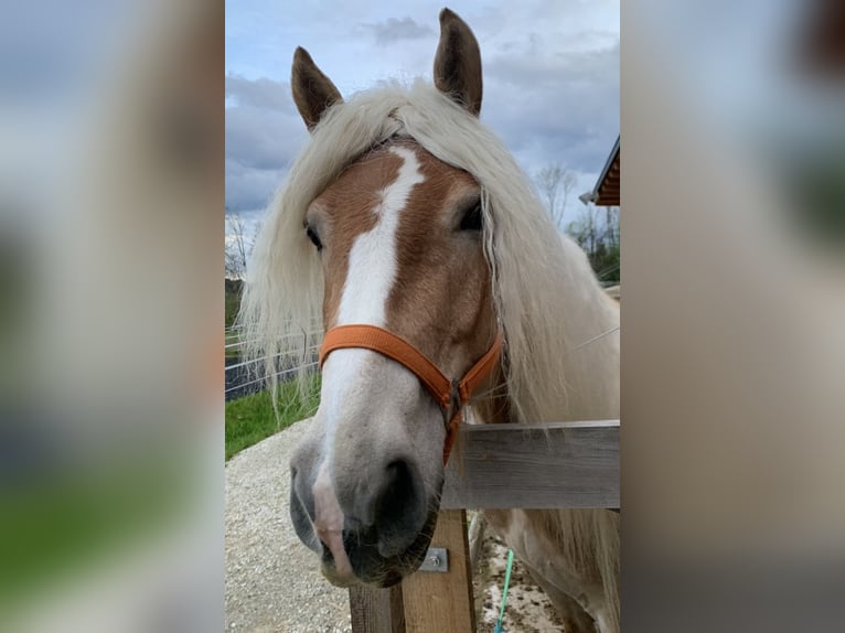 Haflinger Mare 6 years 14,2 hh in HocheckUngenach