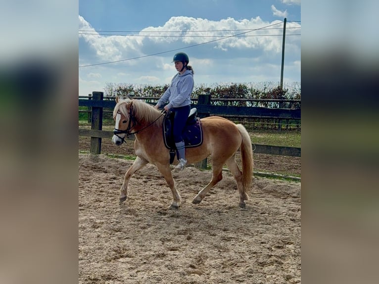 Haflinger Mare 6 years 14.2 hh  in Daleiden