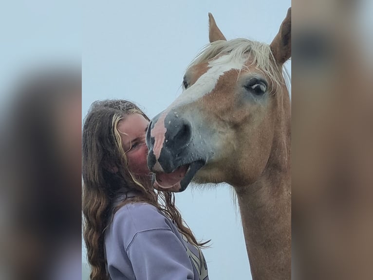 Haflinger Mare 6 years 14,2 hh in Burgistein