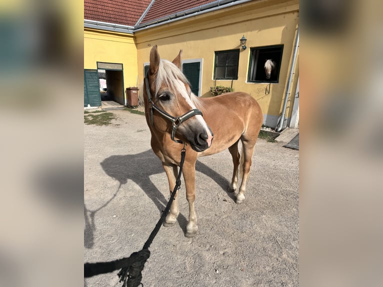 Haflinger Mare 6 years 14,2 hh Palomino in Perchtoldsdorf