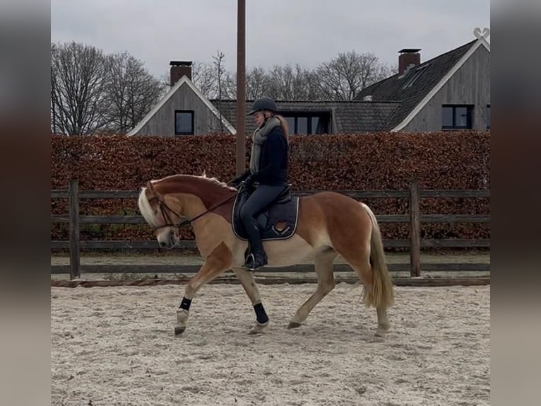 Haflinger Mare 6 years 14.3 hh Chestnut-Red in Enschede
