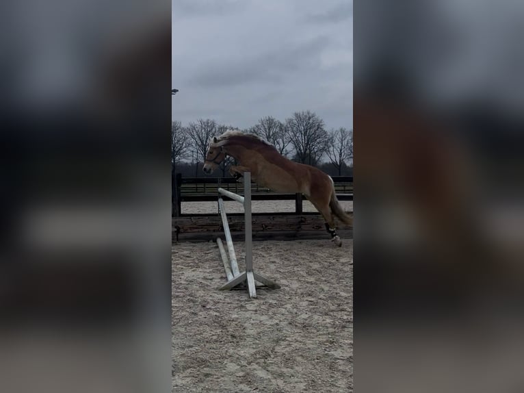 Haflinger Mare 6 years 14.3 hh Chestnut-Red in Enschede