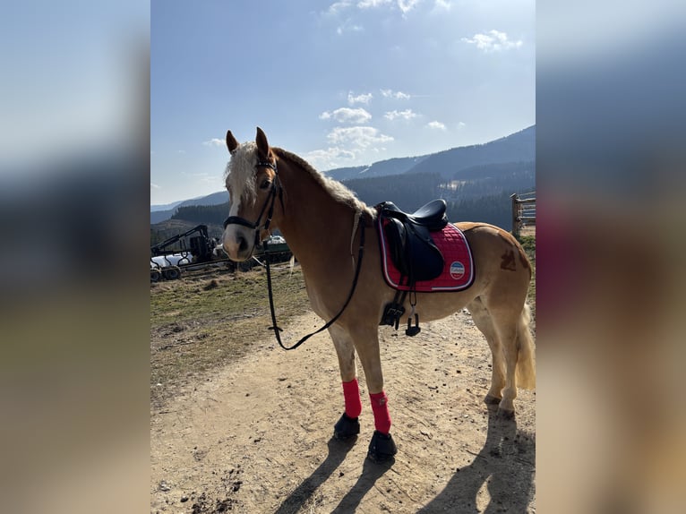 Haflinger Mare 6 years 14.3 hh  in Fischbach