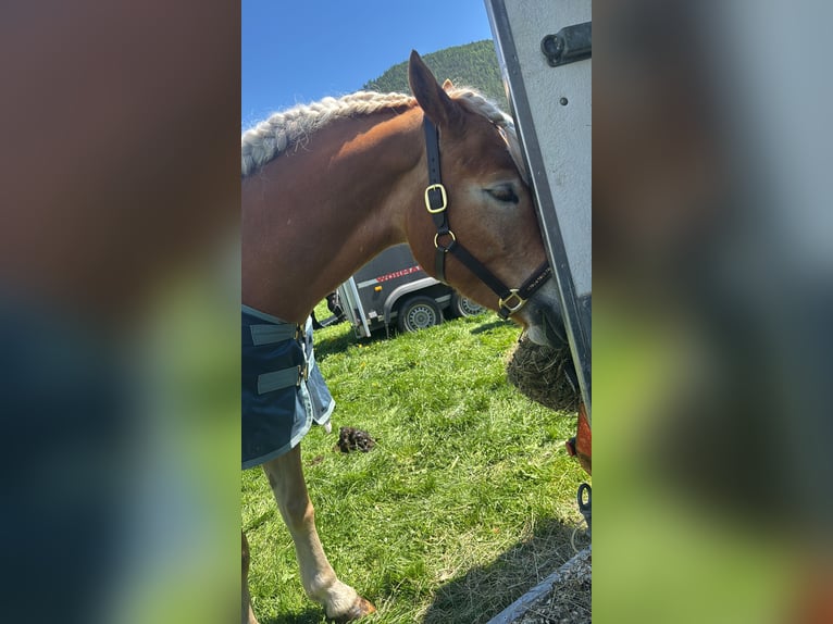 Haflinger Mare 6 years 14.3 hh  in Fischbach