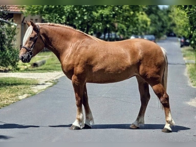 Haflinger Mix Mare 6 years 14.3 hh Palomino in Békéscsaba