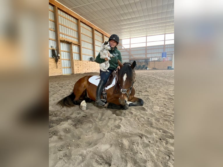 Haflinger Mare 6 years 14 hh Bay in Everett PA