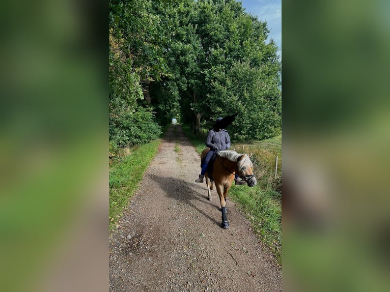 Haflinger Mare 6 years 14 hh Chestnut-Red in Heide