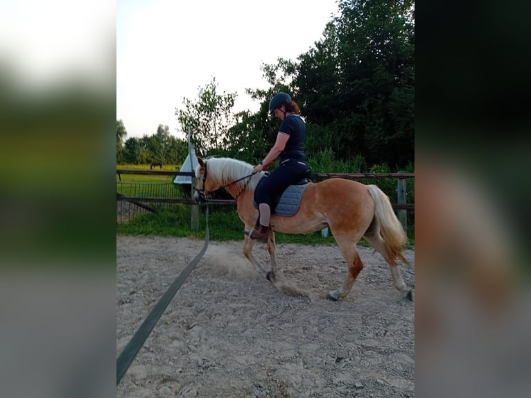 Haflinger Mare 6 years 14,1 hh  in Noardburgum