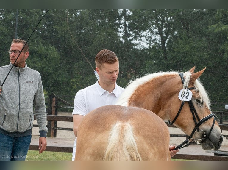 Haflinger Mare 6 years 14,1 hh  in Noardburgum