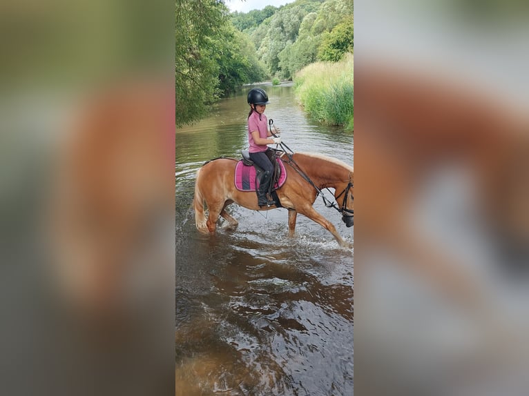 Haflinger Mix Mare 6 years 14,1 hh in Eiterfeld