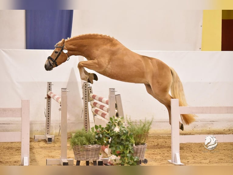 Haflinger Mare 6 years 14,1 hh Palomino in Karlsbad