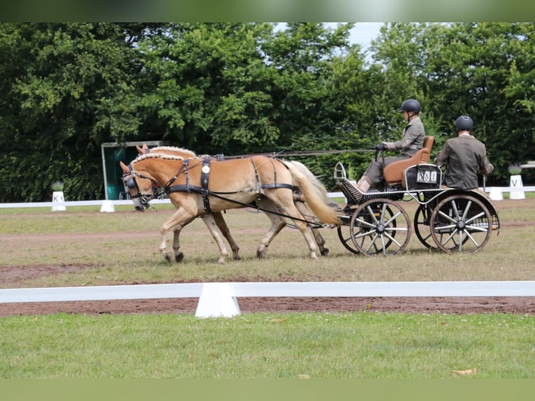 Haflinger Mare 6 years 14,2 hh Chestnut-Red in Sundern