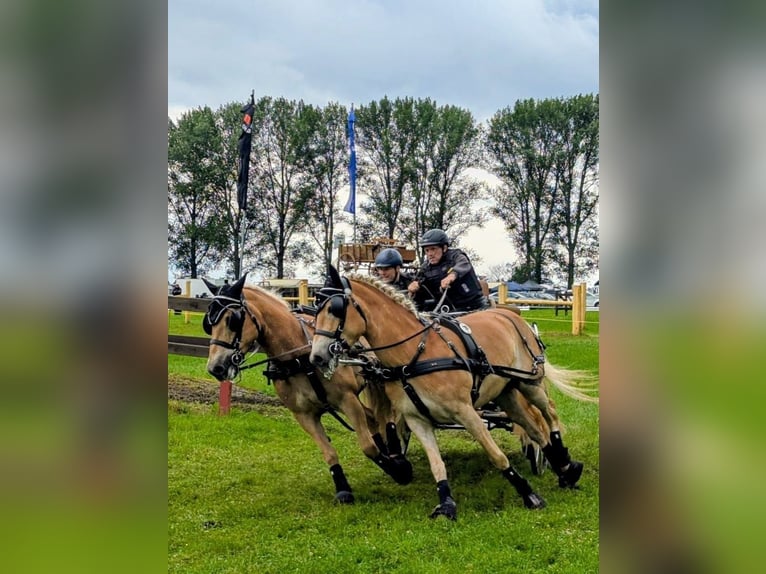 Haflinger Mare 6 years 14,2 hh Chestnut-Red in Sundern