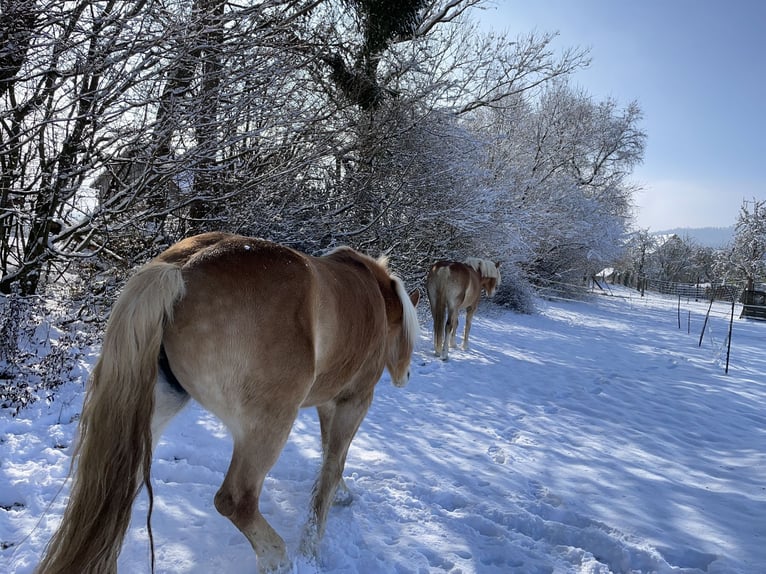 Haflinger Mare 6 years 14,2 hh Chestnut-Red in Thalmässing