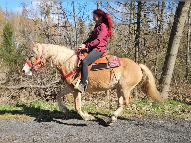 Haflinger Mare 6 years 14,2 hh Chestnut-Red in Linkenbach