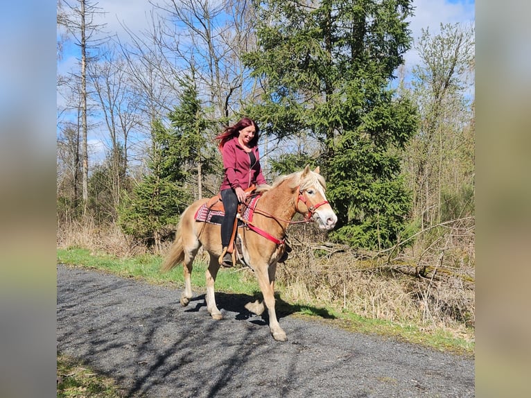 Haflinger Mare 6 years 14,2 hh Chestnut-Red in Linkenbach