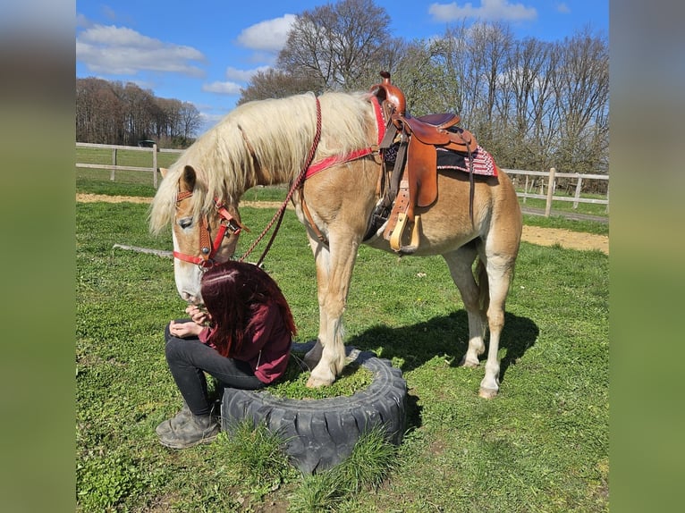 Haflinger Mare 6 years 14,2 hh Chestnut-Red in Linkenbach