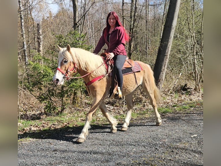 Haflinger Mare 6 years 14,2 hh Chestnut-Red in Linkenbach