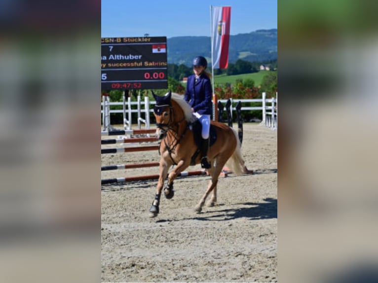 Haflinger Mare 6 years 14,2 hh Chestnut-Red in Ginau