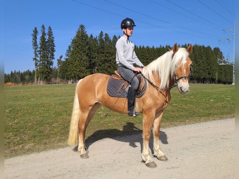 Haflinger Mare 6 years 14,2 hh  in Bidingen