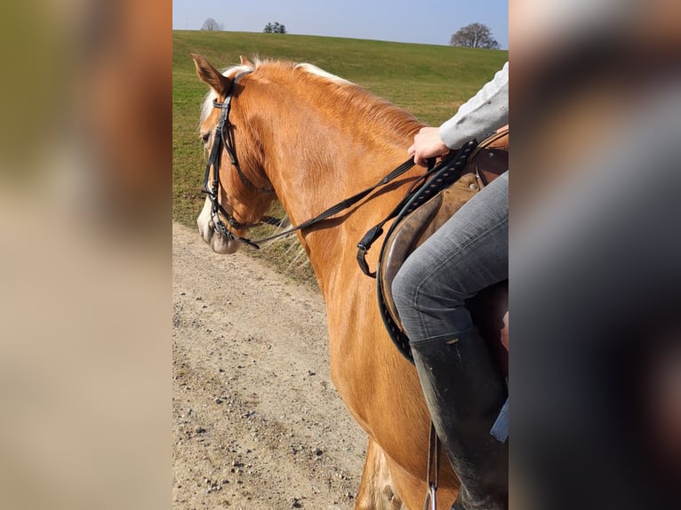Haflinger Mare 6 years 14,2 hh  in Bidingen