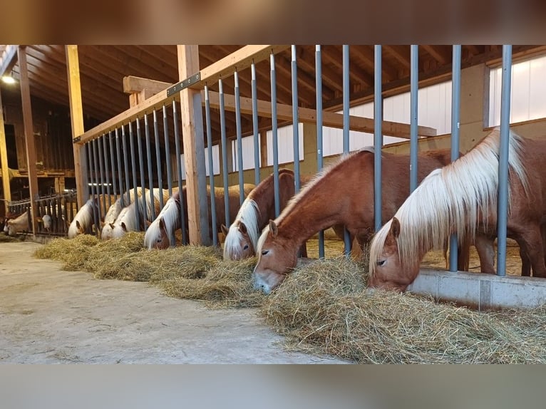 Haflinger Mare 6 years 14,2 hh  in Bidingen