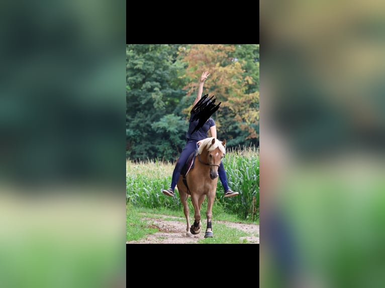Haflinger Mare 6 years 14,2 hh in Strass