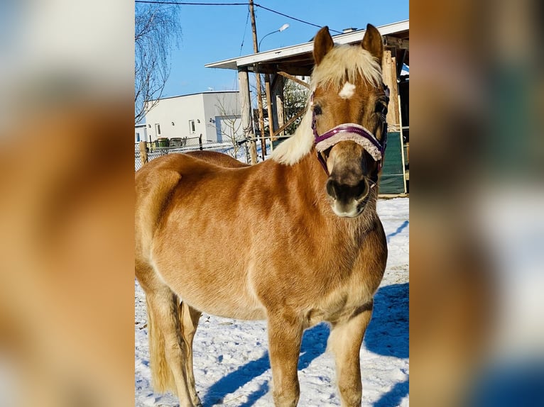 Haflinger Mare 6 years 14,2 hh  in Strass