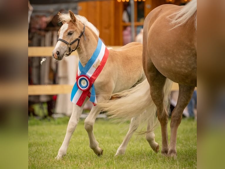 Haflinger Mare 6 years 14,3 hh Palomino in Dudelange