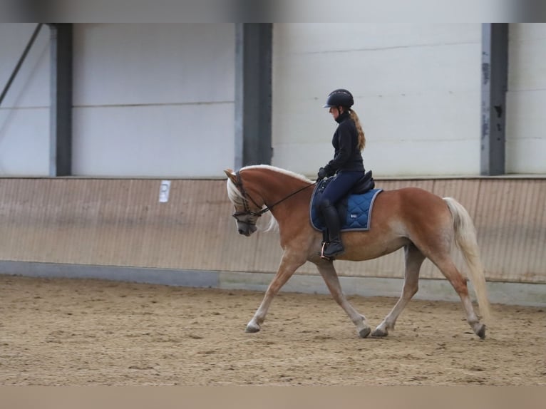 Haflinger Mare 6 years 14,3 hh Palomino in Dudelange