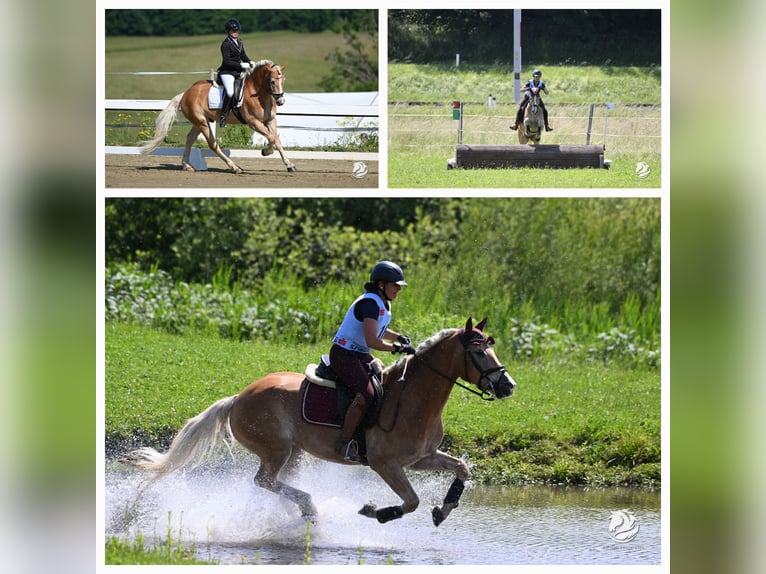 Haflinger Mare 6 years 15,1 hh Chestnut-Red in Mühlen