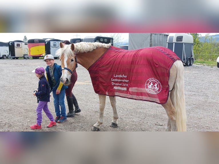 Haflinger Mare 6 years 15,1 hh Chestnut-Red in Mühlen