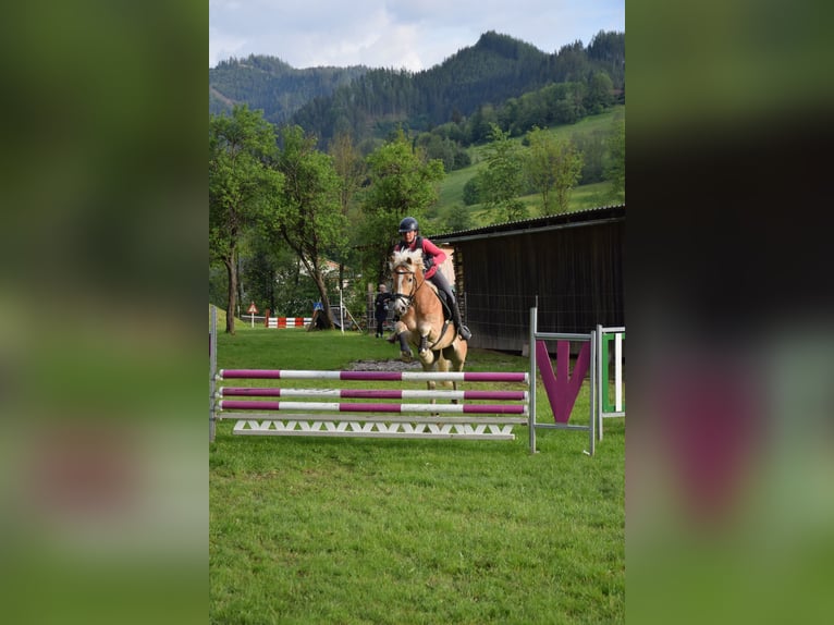 Haflinger Mare 6 years 15,1 hh Chestnut-Red in Mühlen