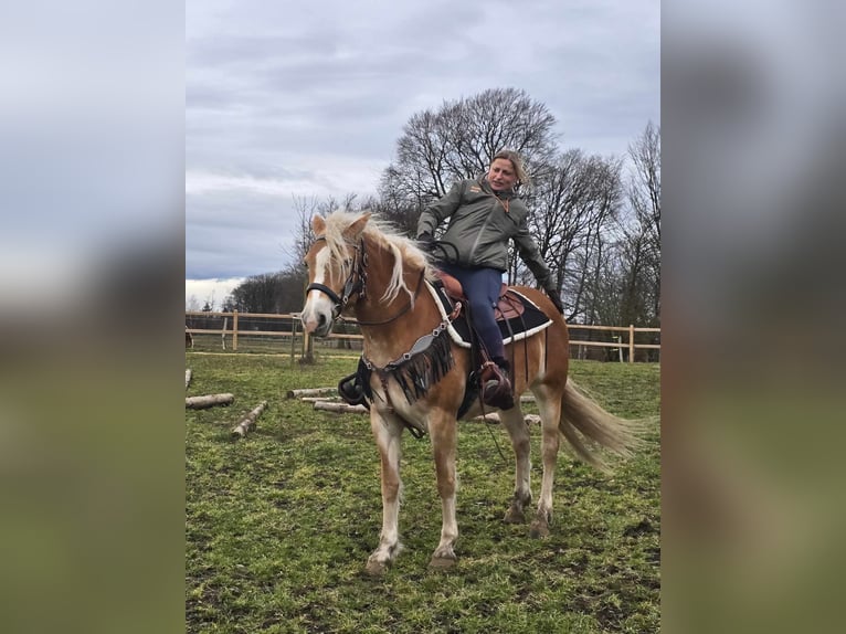 Haflinger Mare 6 years 15,1 hh Chestnut-Red in Linkenbach