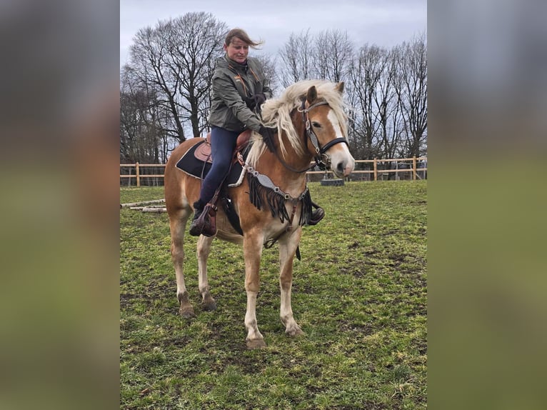 Haflinger Mare 6 years 15,1 hh Chestnut-Red in Linkenbach