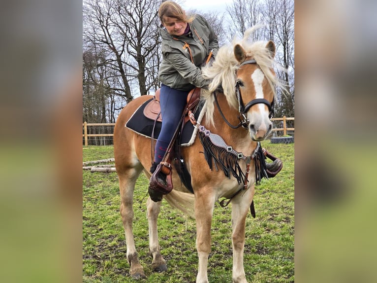 Haflinger Mare 6 years 15,1 hh Chestnut-Red in Linkenbach