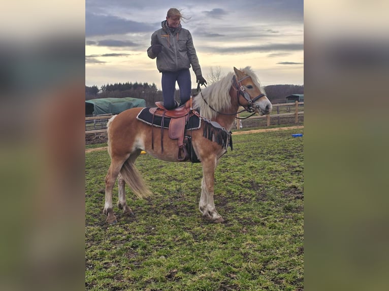 Haflinger Mare 6 years 15,1 hh Chestnut-Red in Linkenbach