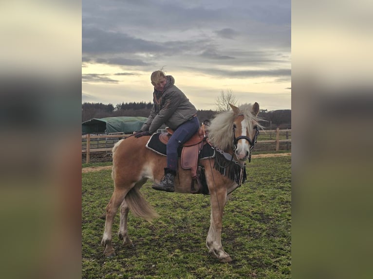 Haflinger Mare 6 years 15,1 hh Chestnut-Red in Linkenbach