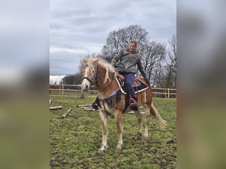 Haflinger Mare 6 years 15,1 hh Chestnut-Red in Linkenbach